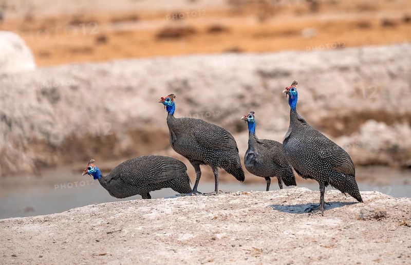 Helmeted guinea fowl (Numida meleagris), four guinea fowl at the waterhole, Nxai Pan National Park, Botswana Botswana