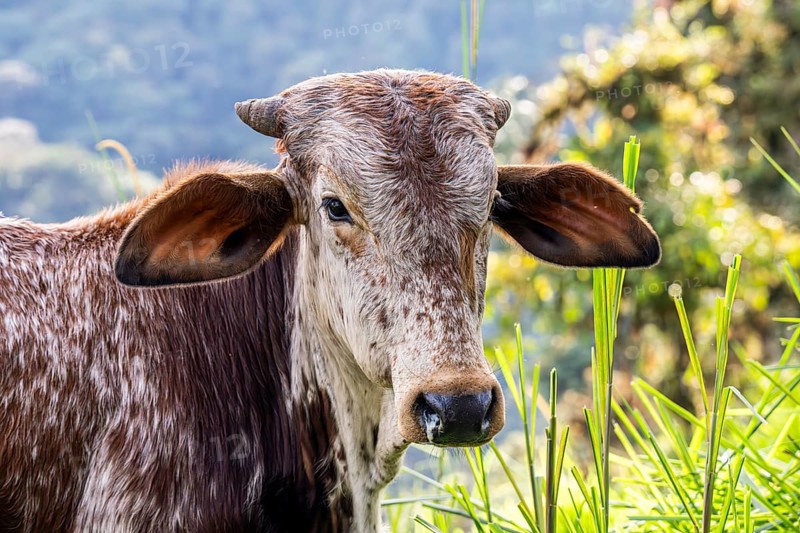 American Brahman (Bos primigenius indicus), Mindo Forest Reserve, Mindo, Ecuador, South America