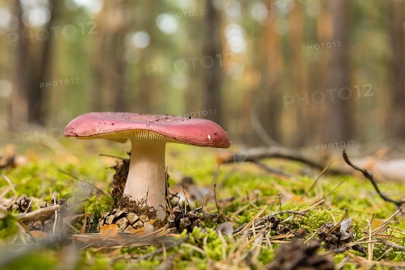 Mushroom on the forest floor of a coniferous forest between moss, needles and pine cones, Brandenburg, Germany, Europe