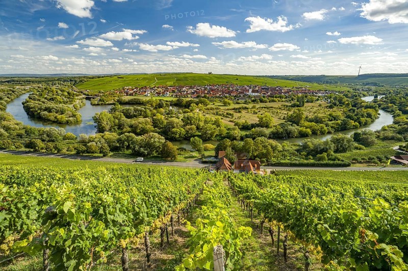 Vineyard at the Volkacher Mainschleife, Volkach, Lower Franconia, Bavaria, Germany, Europe