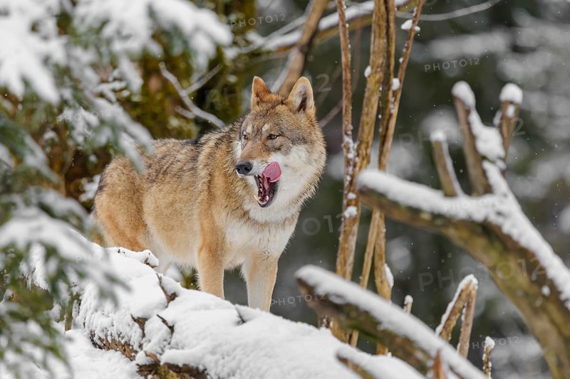 An adult female grey wolf (Canis lupus lupus) stands in the thicket of a sloping, snow-covered forest edge on a cold, cloudy day
