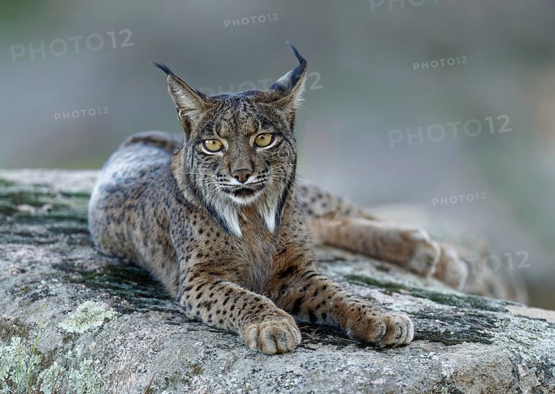 Lynx (Lynx pardinus), portrait, evening, forest, Andalusia Spain