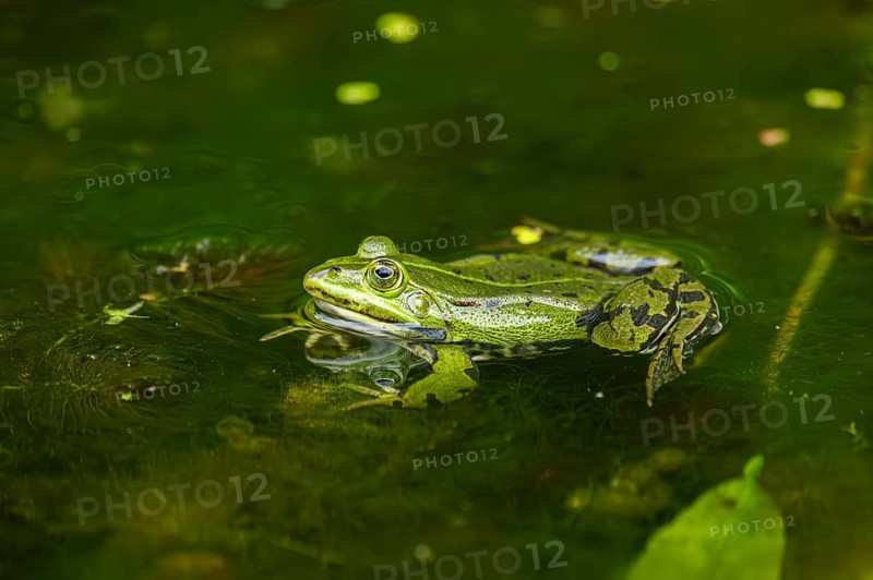 Edible frog (Pelophylax esculentus) in a little lake in the water, Bavaria, Germany, Europe