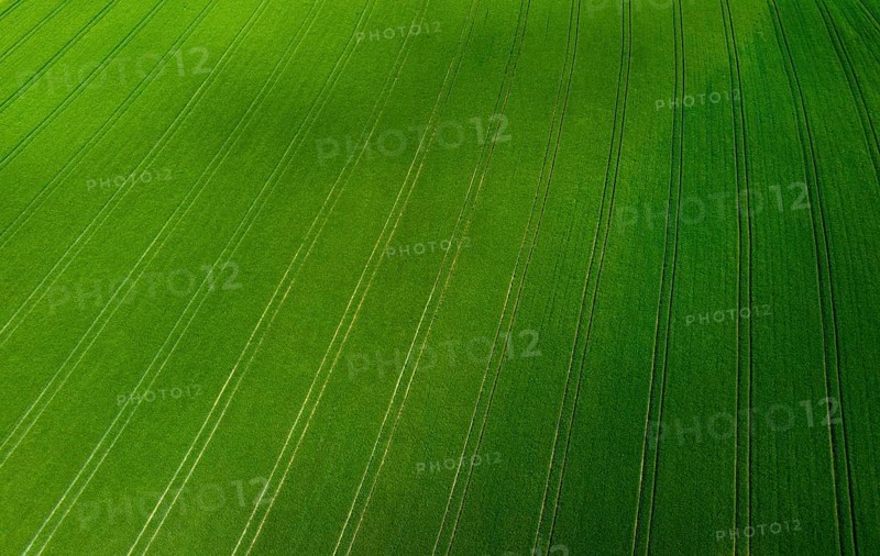 Drone image, grain field with lanes on the field, from above, agriculture, Innviertel, Upper Austria, Austria, Europe