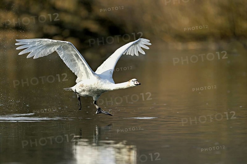 Mute swan (Cygnus olor), taking off from the water, Flachsee, nature reserve, Reusstal, Canton Aargau, Switzerland, Europe