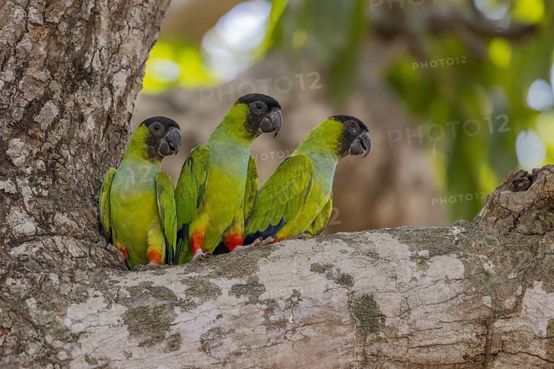 Nanday parakeet (Aratinga nenday), 3 birds on tree, Pantanal, Brazil, South America