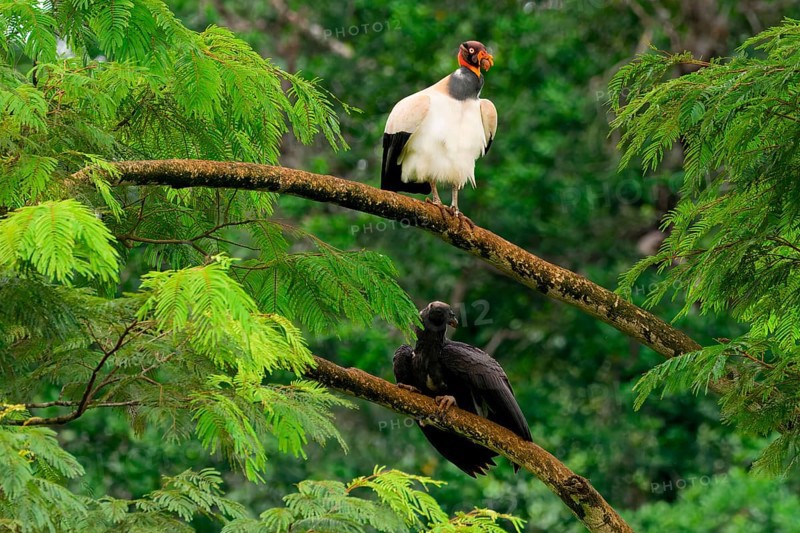 King vulture (Sarcoramphus papa) feeding a chick in a tree, Costa Rica, Central America