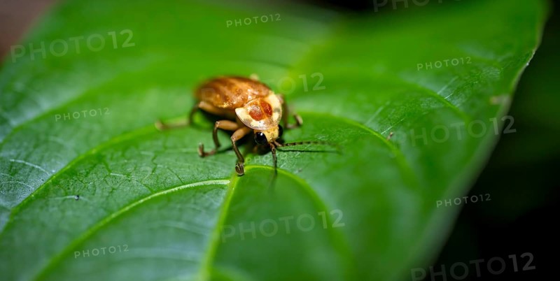 Beetle sitting on a leaf, tropical rainforest at night, Heredia province, Costa Rica, Central America