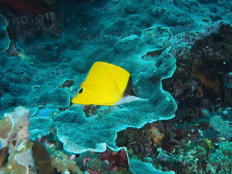 Bright yellow fish, longmouth tilefish (Forcipiger flavissimus), swimming over blue coral reef in tropical waters, dive site Toyapakeh, Nusa Ceningan, Nusa Penida, Bali, Indonesia, Asia