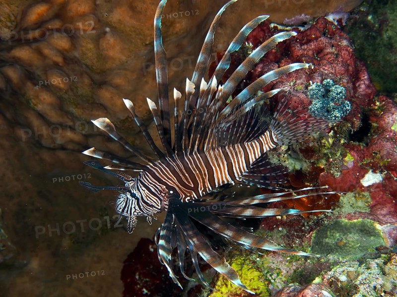 Pacific red lionfish (Pterois volitans) elegantly floating next to colourful corals in the sea, dive site Spice Reef, Penyapangan, Bali, Indonesia, Asia