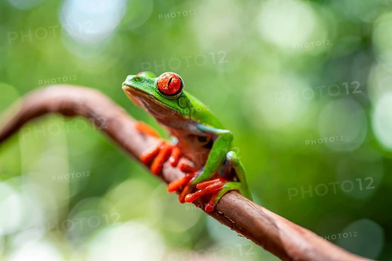 Red-eyed tree frog (Agalychnis callidryas), sitting on a branch, Heredia province, Costa Rica, Central America