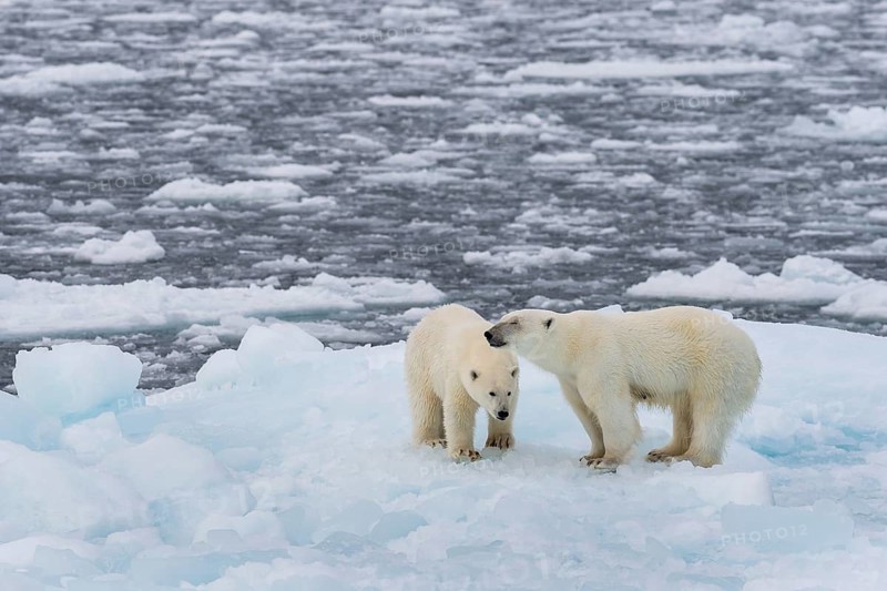 Polar bears (Ursus maritimus) on the pack ice at 82 degrees north on an ice floe, mother with cubs, Spitsbergen Island, Svalbard and Jan Mayen archipelago, Norway, Europe