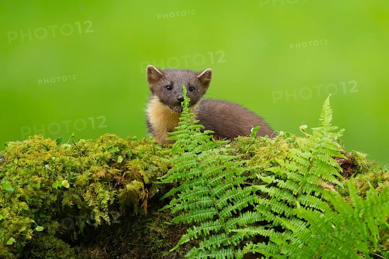 European pine marten (Martes martes) adult animal on a moss covered tree stump, Scotland, United Kingdom, Europe