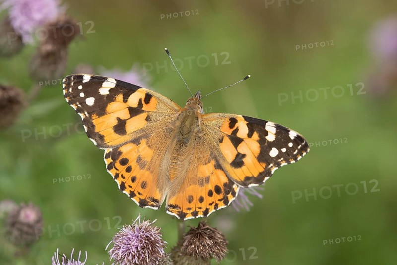 Painted lady butterfly (Vanessa cardui) adult insect feeding on Creeping thistle flowers in summer, England, United Kingdom, Europe