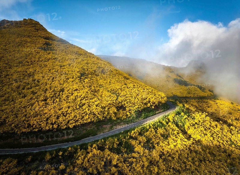 Aerial view of road among yellow Cytisus blooming shrubs near Pico do Arieiro, Portugal in clouds