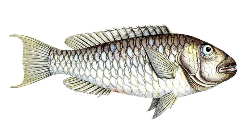 Fish, Fish, Sea bream family, Sparus abildgaardi, Historical, digitally restored reproduction from a 19th century original, Record date not stated