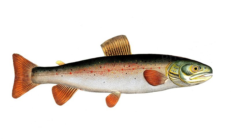 Fish, Fish, Salmon family, Salmo alpinus, Historical, digitally restored reproduction from a 19th century original, Record date not stated