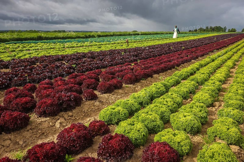 Soest, Sauerland, North Rhine-Westphalia, Germany - Vegetable cultivation, lettuce plants grow in rows in the field, oak leaf lettuce (Lactus sativa var. crispa), also known as oak leaf lettuce or American lettuce, and Lollo Bianco and Lollo Rosso