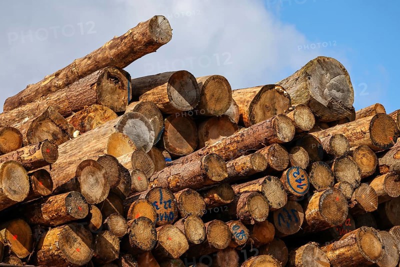 Duisburg, North Rhine-Westphalia, Germany, timber yard, logs stored for export in the Port of Duisburg, container port, duisport logport, in the Port of Duisburg on the Rhine, two of the world's largest container shipping companies, CMA CGM and NYK (Nippon Yusen Kabushiki Kaisha), together with duisport, operate the Duisburg Trimodal Terminal, D3T, in the logport logistics centre in Duisburg-Rheinhausen, Europe