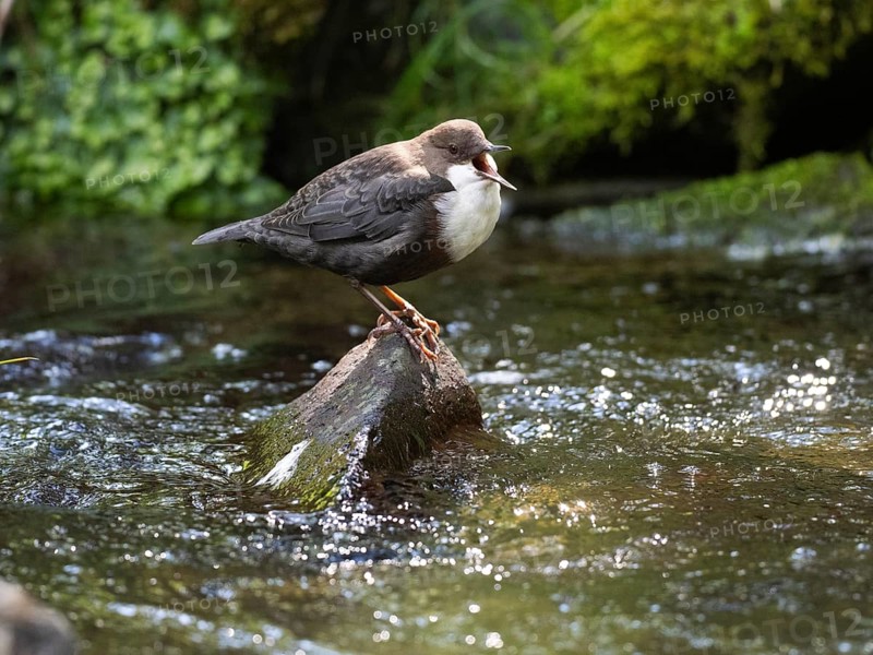 Common Dipper (Cinclus cinclus), adult bird perched on a stone in a hill stream, singing, Hesse, Germany, Europe