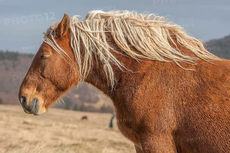 A brown horse with long hair is standing in a field. The horse has a relaxed expression on its face and is enjoying the sunny day. Bas rhin, Alsace, France, Europe