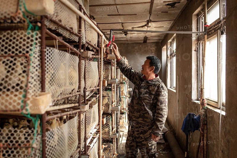 Worker with ducklings in rearing station, Jiang Su Salted Duck Farming Co. Ltd, Xiang Shui County, China, Asia
