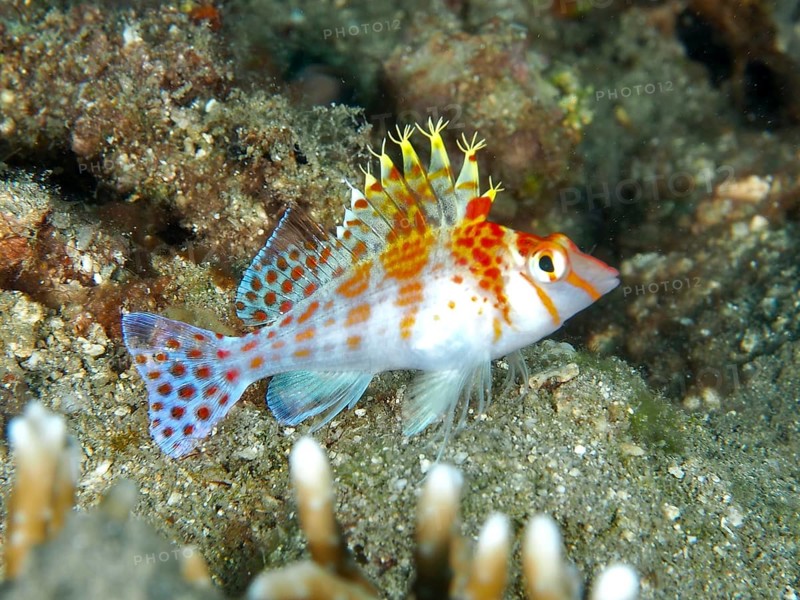 Spotted fish with colourful fins, Dwarf Hawkfish (Cirrhitichthys falco), dive site Twin Reef, Penyapangan, Bali, Indonesia, Asia