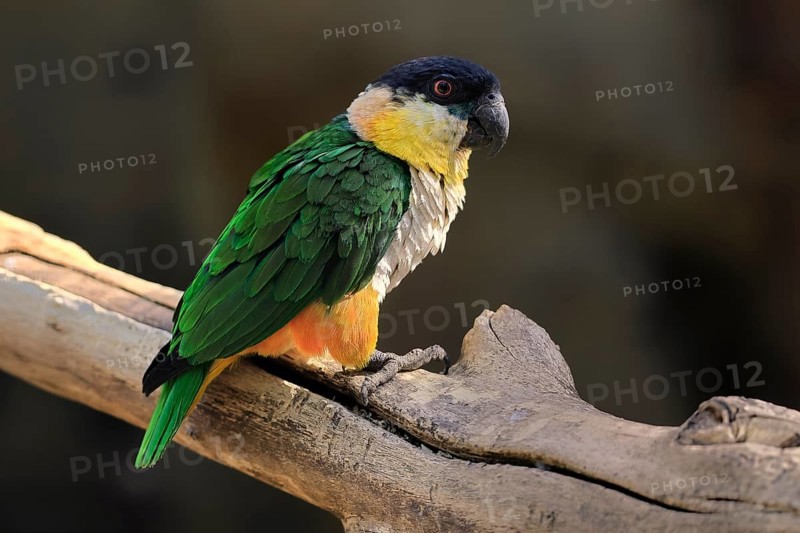 Green-winged Parrot (Pionites melanocephalus), adult, Waiting, alert, curious, Northern South America