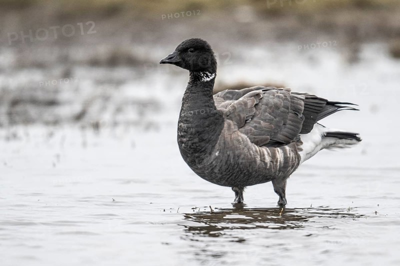 Brent goose (Branta bernicla), Amrum, Schleswig-Holstein, Germany, Europe