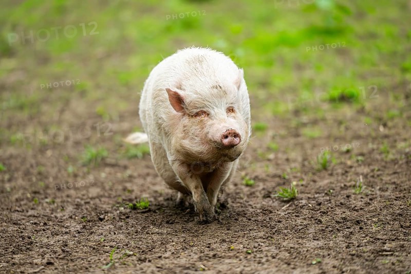 Vietnamese Pot-bellied pig, Bavaria, Germany, Europe