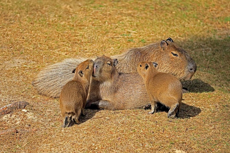 Capybara (Hydrochoerus hydrochaeris), capybara, adult, female, mother, young, on land, group, social behaviour, siblings, South America