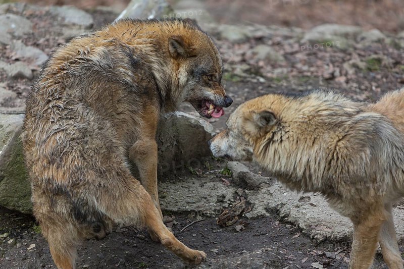 Social behaviour between two adult eurasian gray wolves (Canis lupus lupus), showing hierarchy