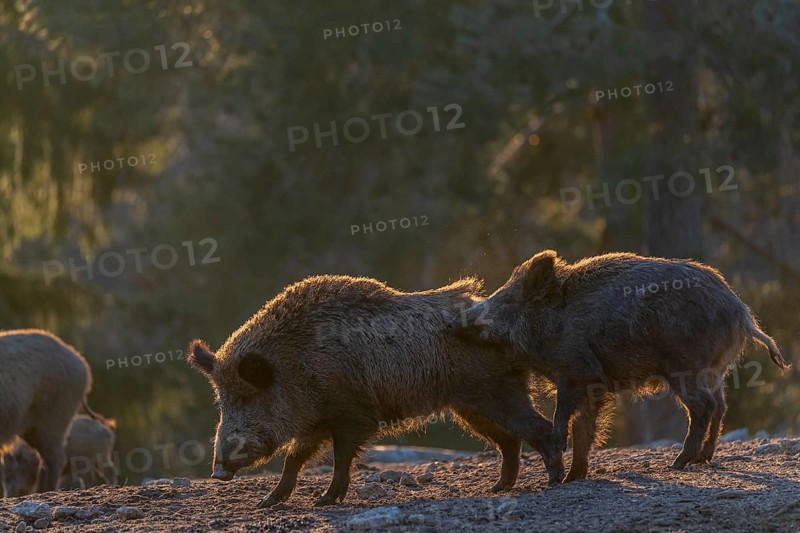 Two wild boar or wild pig (Sus scrofa) play fighting on an opening. Strong backlit condition