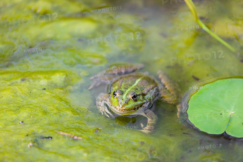A common water frog, Pelophylax kl. esculentus, resting in the water close to a waterlilly, Nymphaeaceae