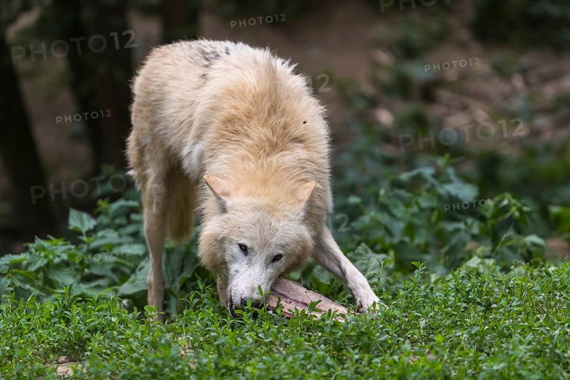 One Arctic wolf (Canis lupus arctos) chewing on a bone. Green grass around