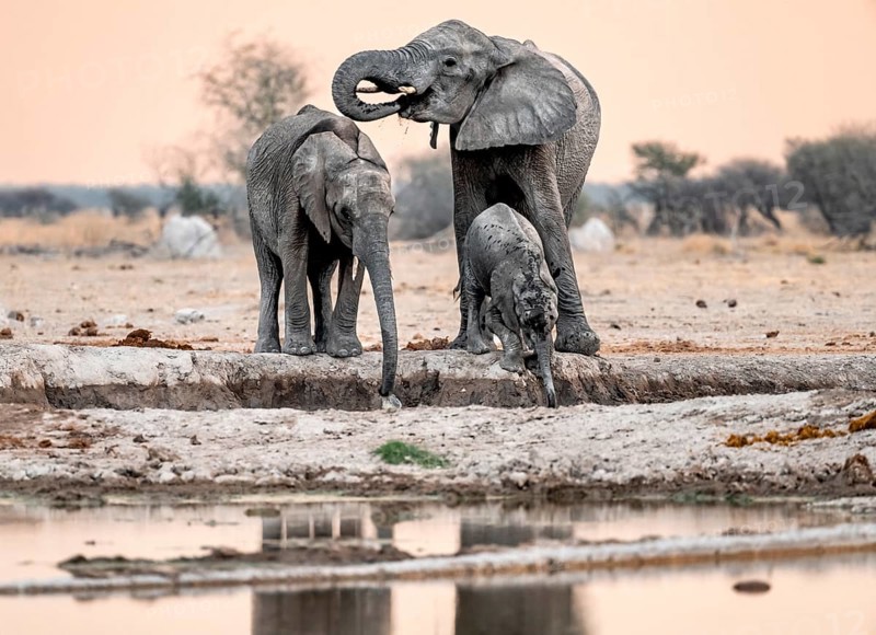 African elephant (Loxodonta africana), mother with young, drinking at a waterhole, at sunset, Nxai Pan National Park, Botswana, Africa
