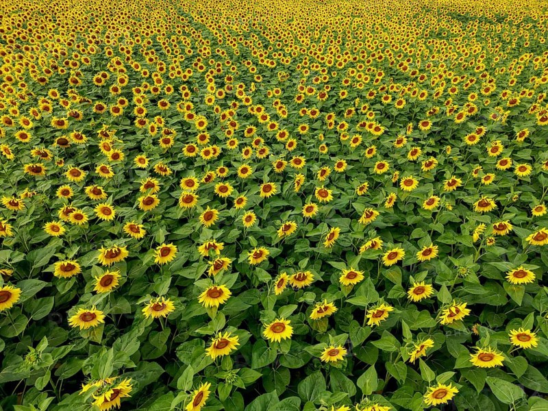 Sunflower field near Holzhausen, town of Rheinau, aerial view, Ortenau district, Baden-Württemberg, Germany, Europe