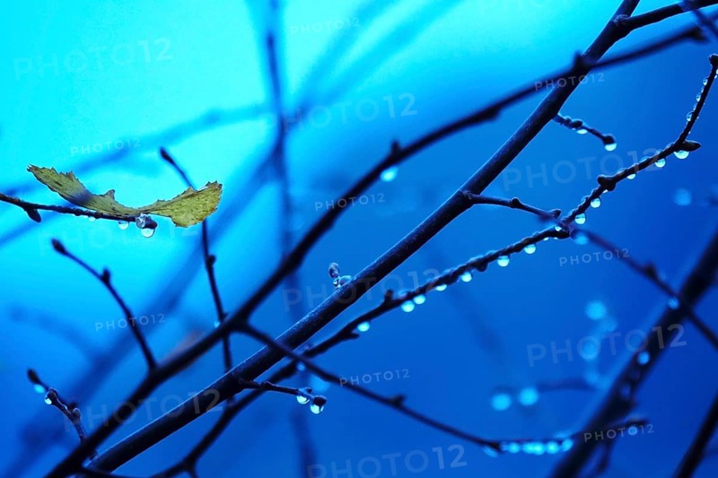 Branches with water drops, autumn, Germany, Europe