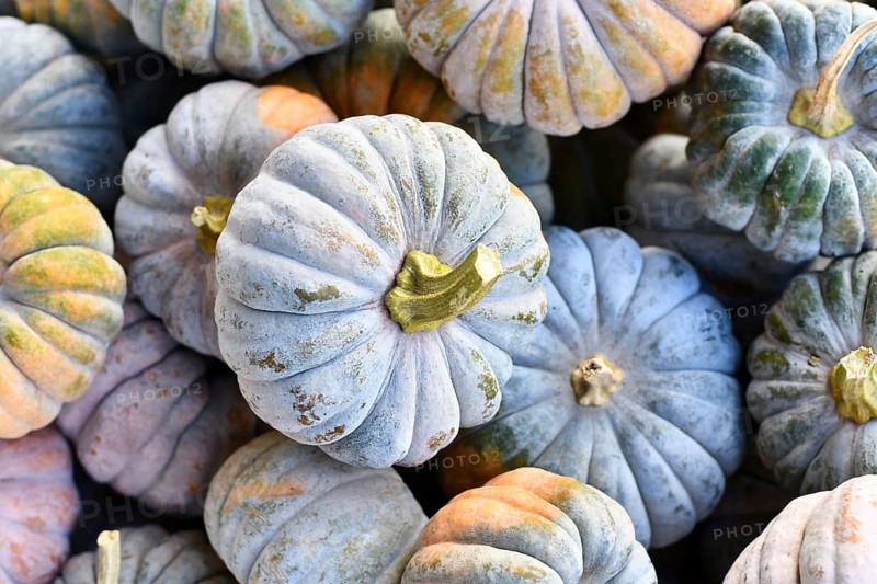 Top view of pastel colored 'Cucurbita moschata Hayato' muscade pumpkins