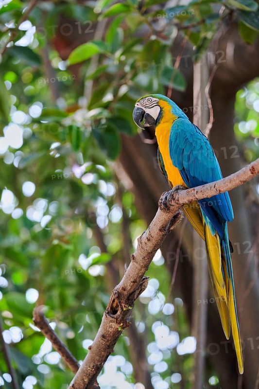 Yellow-breasted Macaw (Ara ararauna) Costa Rica