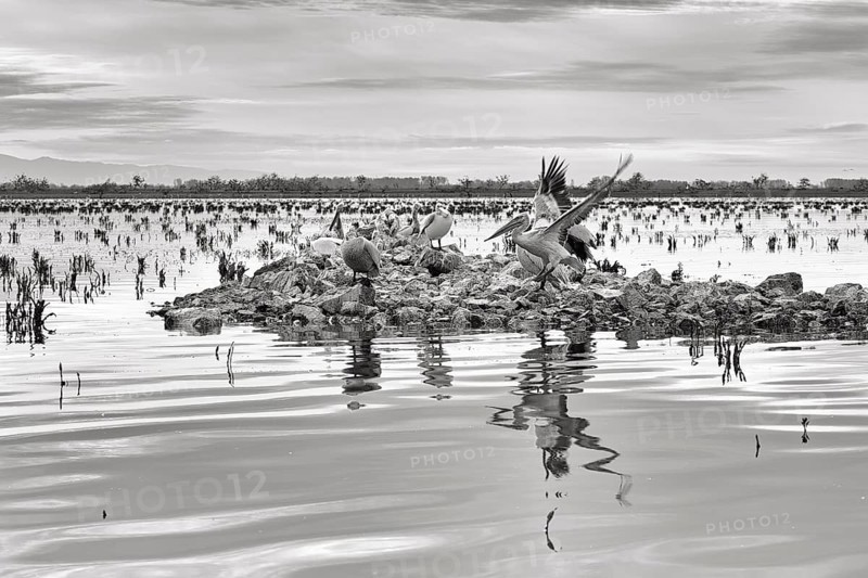 Dalmatian pelicans (Pelecanus crispus) on an island in Lake Kerkini, Lake Kerkini, dawn, monochrome, Central Macedonia, Greece, Europe