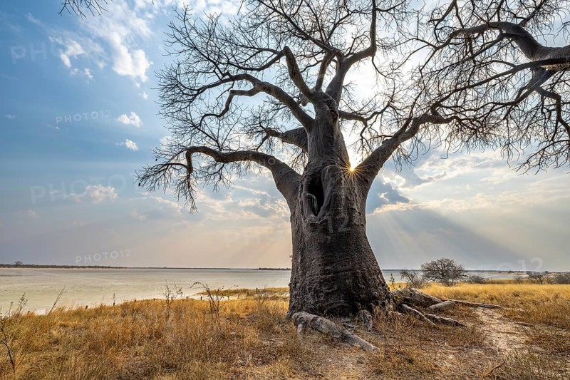 Babobabs on the edge of a salt pan, Baine's Baobabs, Nxai Pan National Park, Botswana, Africa