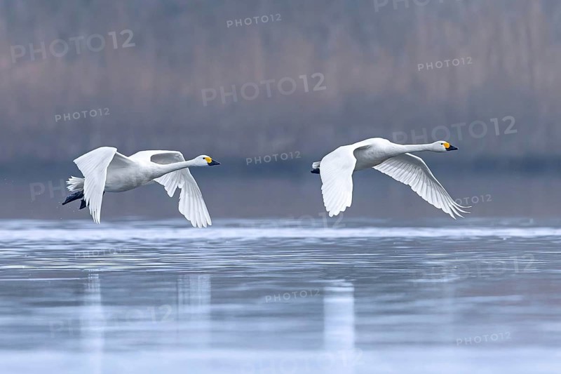 Bewick's swans, tundra swan (Cygnus bewickii) pair flying low over water of lake in early morning mist in winter