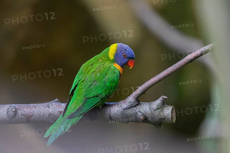 One Rainbow lorikeet (Trichoglossus moluccanus) sitting on a branch. Green vegetation in the background