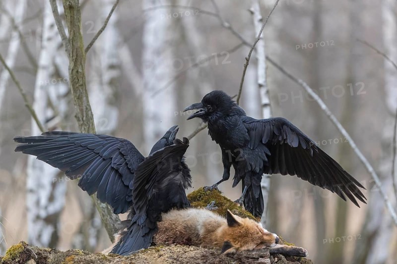 Two common raven (Corvus corax), fighting and feeding on the carcass of a red fox lying on stones in a forest of birch trees