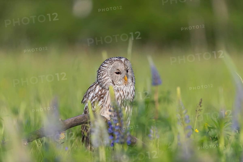 One Ural owl (Strix uralensis) sitting on a branch lying in a field of flowering lupines in late evening light