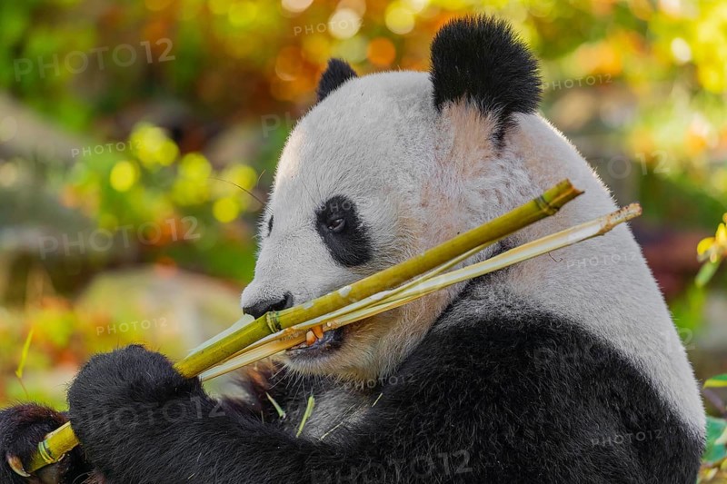 A Giant Panda, ailuropoda melanoleuca, leans against a rock and eats bamboo