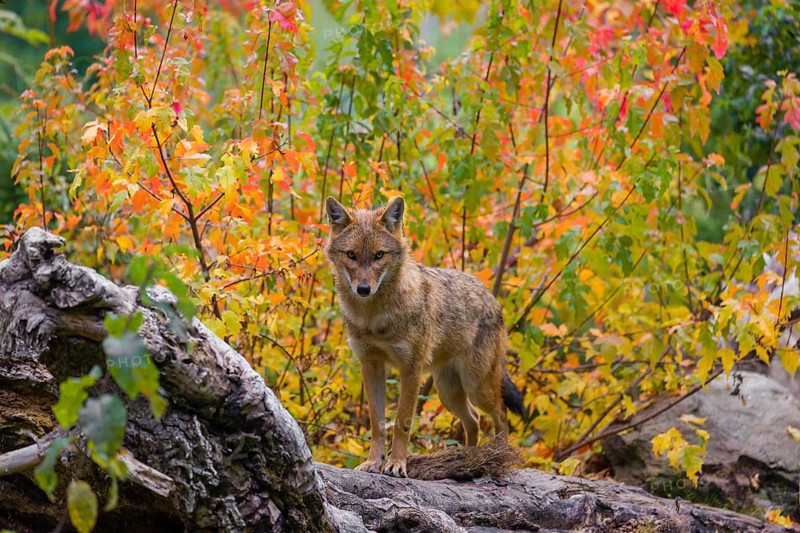 One golden jackal (Canis aureus) stands on a fallen tree trunk. Behind him is a tree in intense autumn colours