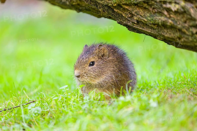 A young Brazilian guinea pig (Cavia aperea) grazes on a green meadow