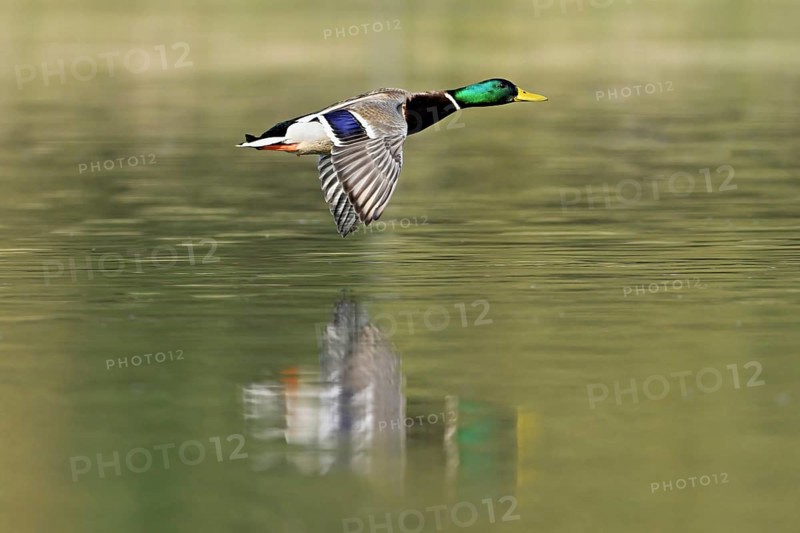 Mallard (Anas platyrhynchos), drake in flight, Flachsee, nature reserve, Reusstal, Canton Aargau, Switzerland, Europe